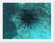 qP3090036 * 614 x 461 * (78KB)