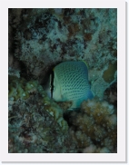 qP3090047 * 461 x 614 * (67KB)