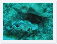 qP3090050 * 614 x 461 * (75KB)