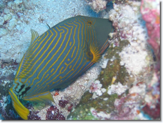 Diapositive suivante