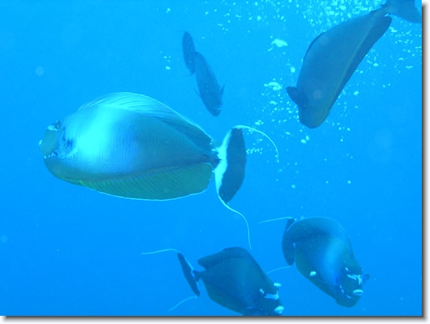 Diapositive suivante