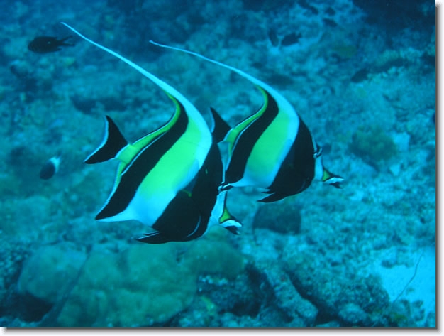 Diapositive suivante