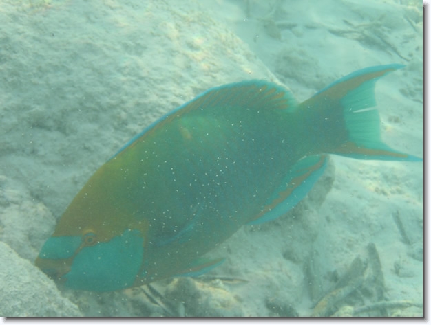 Diapositive suivante