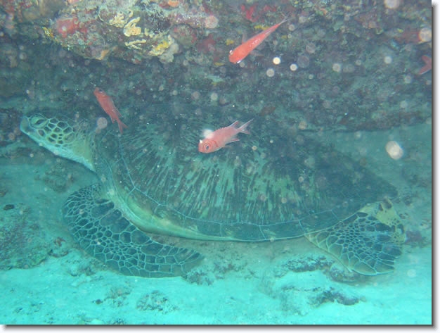 Diapositive suivante