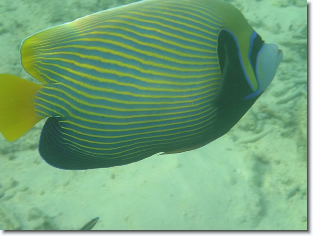 Diapositive suivante