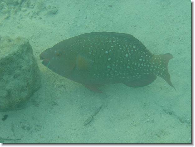 Diapositive suivante