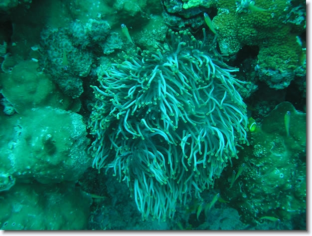 Diapositive suivante