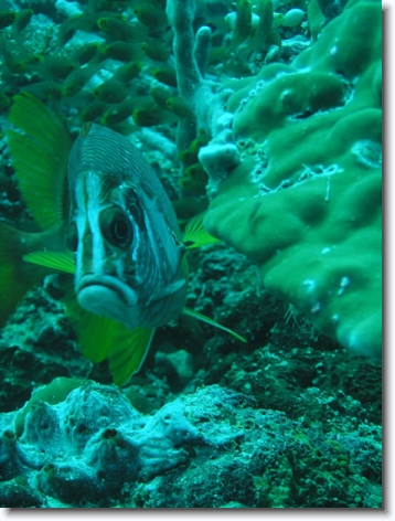 Diapositive suivante