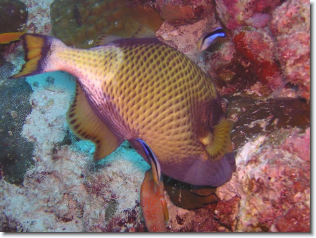 Diapositive suivante