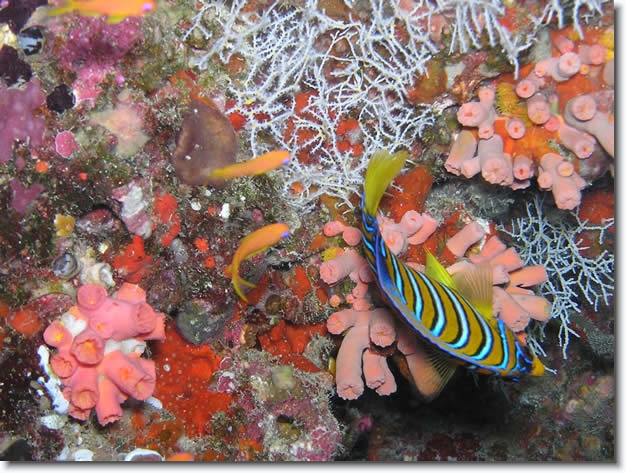 Diapositive suivante