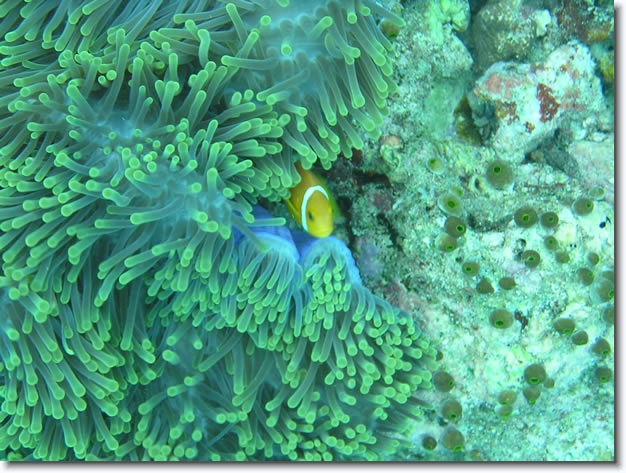 Diapositive suivante