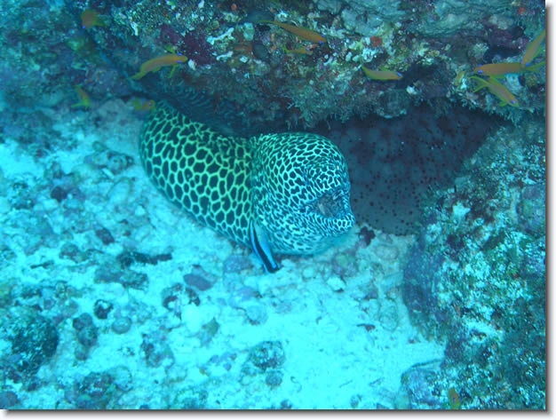 Diapositive suivante