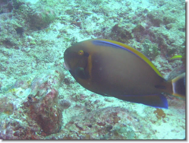 Diapositive suivante