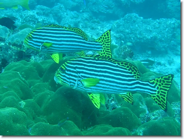 Diapositive suivante