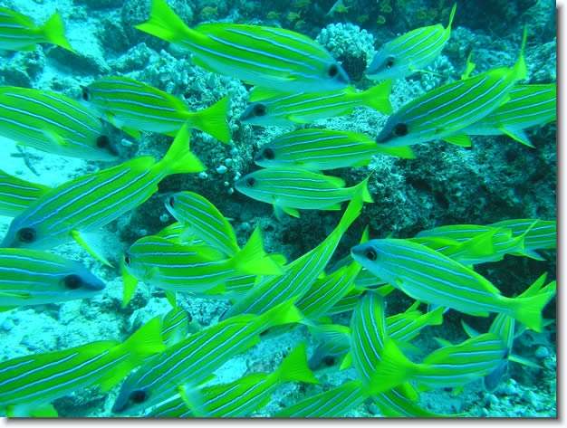 Diapositive suivante