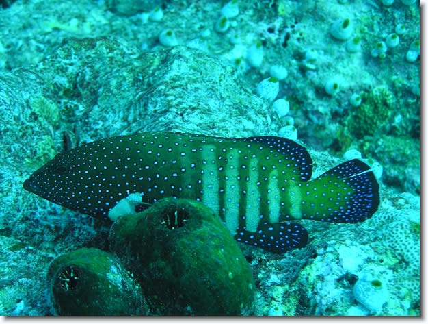 Diapositive suivante