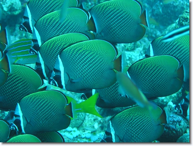 Diapositive suivante