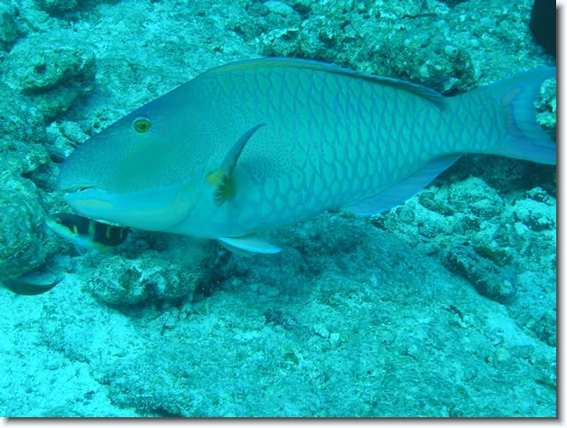 Diapositive suivante