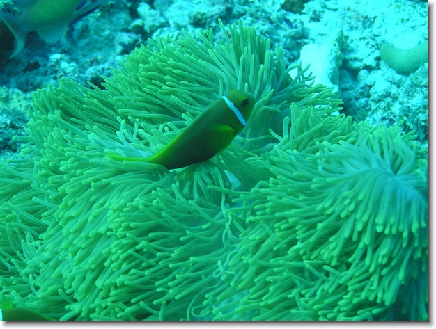 Diapositive suivante