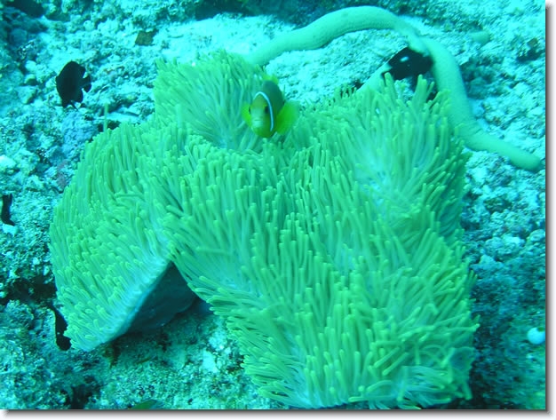 Diapositive suivante