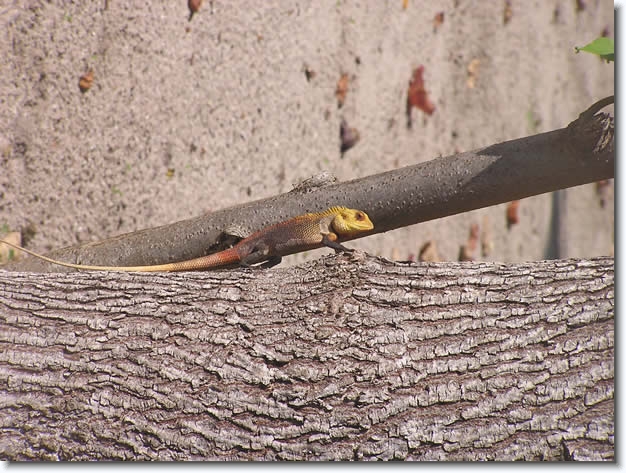 Diapositive suivante