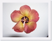 PA060137 * 614 x 461 * (43KB)