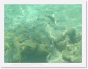 qPA010050 * 614 x 461 * (64KB)