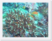 qPA010080 * 614 x 461 * (78KB)