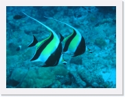 qPA010095 * 614 x 461 * (59KB)