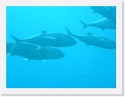 qPA010098 * 614 x 461 * (32KB)