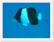 qPA010104 * 614 x 461 * (32KB)