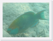 qPA010116 * 614 x 461 * (56KB)