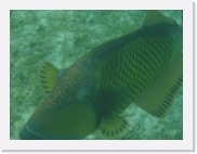 qPA010132 * 614 x 461 * (43KB)