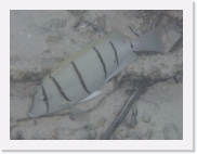 qPA010149 * 614 x 461 * (52KB)