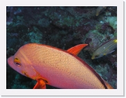 qPA020155 * 614 x 461 * (58KB)