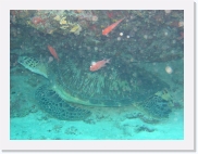 qPA020158 * 614 x 461 * (58KB)