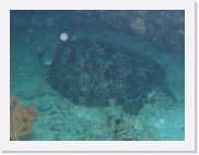 qPA020163 * 614 x 461 * (43KB)