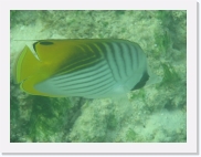 qPA020188 * 614 x 461 * (55KB)