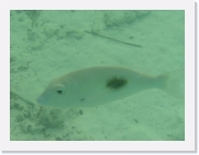 qPA020196 * 614 x 461 * (52KB)