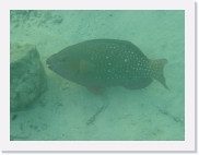 qPA020202 * 614 x 461 * (45KB)