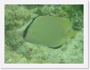 qPA020203 * 614 x 461 * (62KB)