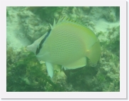 qPA020204 * 614 x 461 * (56KB)