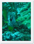 qPA030224 * 461 x 614 * (71KB)