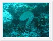 qPA030229 * 614 x 461 * (71KB)