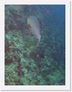 qPA050001 * 461 x 614 * (47KB)