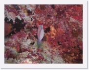 qPA050002 * 614 x 461 * (72KB)