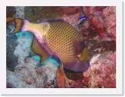 qPA050003 * 614 x 461 * (62KB)