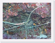 qPA050011 * 614 x 461 * (77KB)