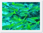 qPA060049 * 614 x 461 * (93KB)