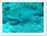 qPA060060 * 614 x 461 * (74KB)